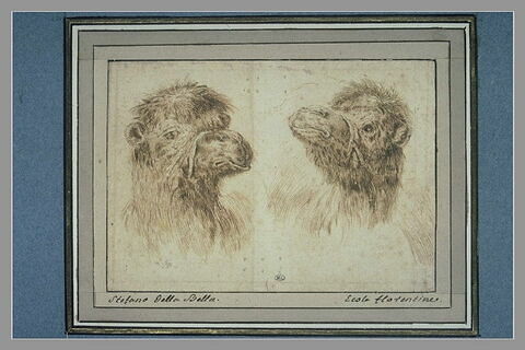 Deux têtes de chameaux tournées l'une vers l'autre, image 1/1
