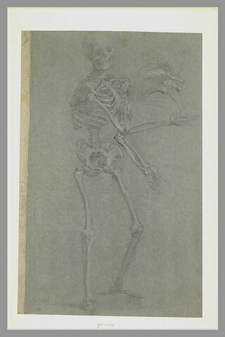 Squelette debout, étendant les bras, et détail de la cage thoracique, image 2/2