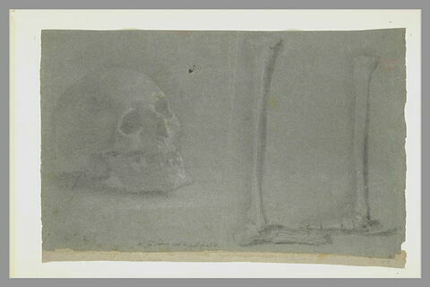 Etude d'un crâne, de deux tibias et de l'ossature du pied, image 2/2