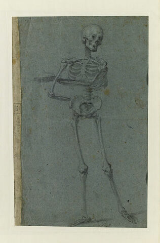 Squelette debout, de face, image 1/2