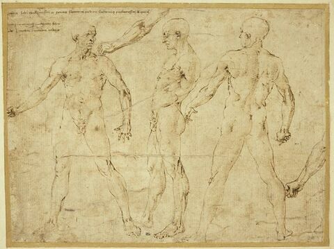 Trois nus masculins, de face, de dos, de profil ; deux études de bras