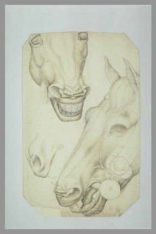 Deux têtes d'un cheval harnaché et esquisse des naseaux, image 1/1