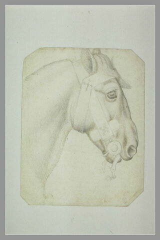 Tête et encolure d'un cheval harnaché, de profil vers la droite, image 1/1