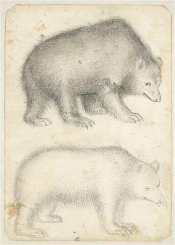 Deux ours, debout, de profil vers la droite