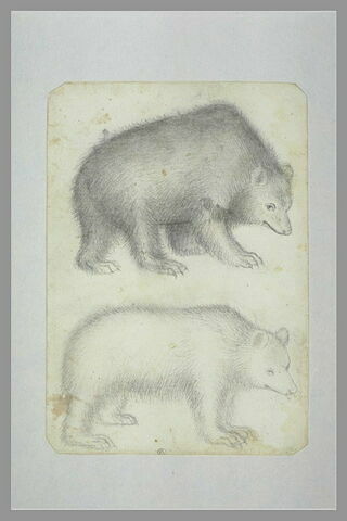 Deux ours, debout, de profil vers la droite, image 2/2