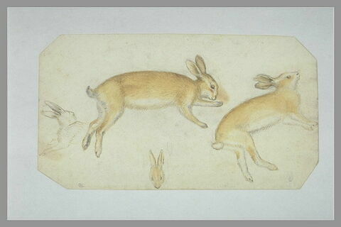 Deux études d'un lapin mort, couché sur le flanc ; esquisse de deux autres