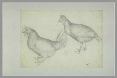 Un coq et une poule, de profil ves la gauche
