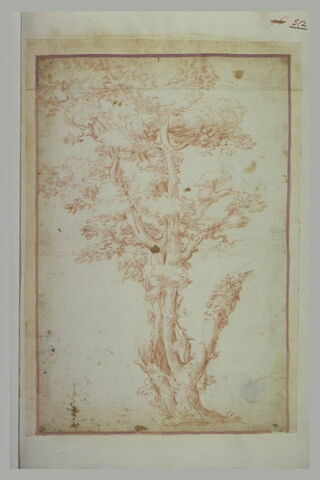 Un arbre au tronc noueux et creux, image 2/2