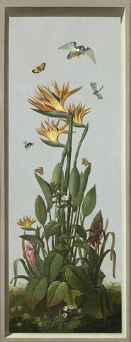Huit tableaux représentant diverses espèces de lys : Lilium candidum (Lis blanc), Amaryllis belladonna (Amaryllis belladonne)