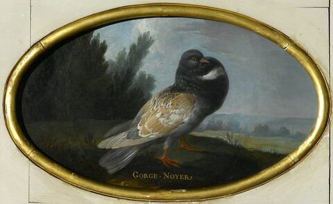 Pigeon "Gorge - Noyer" dans un paysage