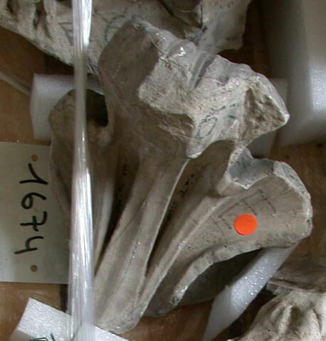 Tirage intégral d’une feuille d'acanthe de la couronne inférieure du chapiteau, caulicole