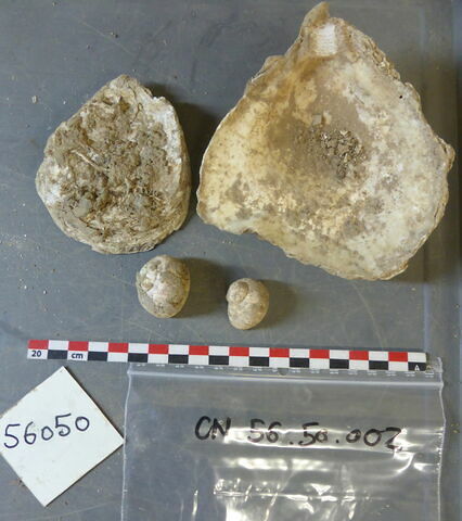 escargot, fragment ; reste animal coquillage, fragment, image 1/1