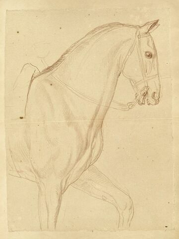 Partie antérieure d'un cheval, vu de profil vers la droite