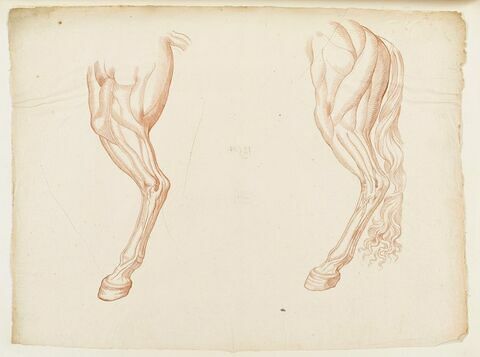 Deux jambes postérieures d'un cheval écorché, vues de profil vers la gauche