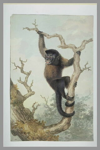 Un singe sur une branche d'arbre