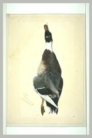 Un canard sauvage mort, image 2/3