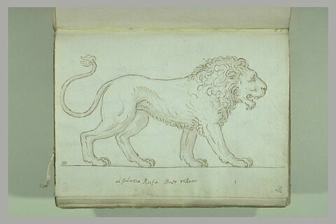 Lion vu de profil, tourné vers la droite, image 1/1
