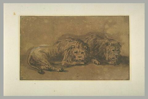 Deux lions couchés, côte à côte, tournés vers la droite