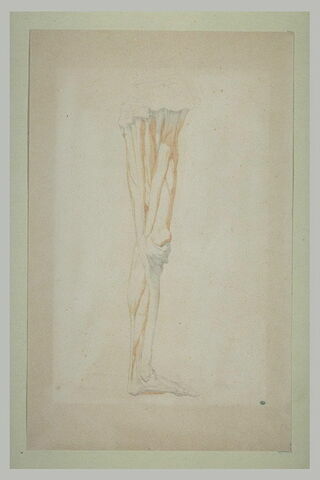 Etude myologique d'une jambe gauche