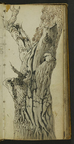 Etude d'un tronc d'arbre, image 1/1