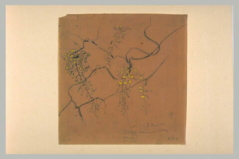 Etude d'une branche cytise en fleurs, image 1/1