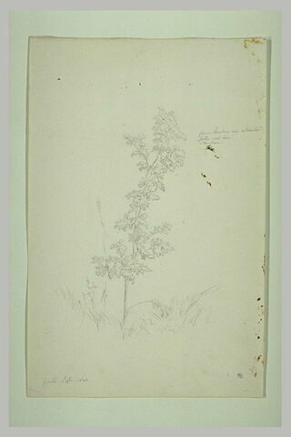 Branche d'arbuste, image 1/1