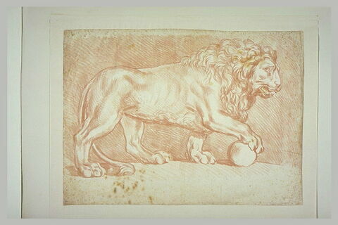 Lion posant sa patte sur une boule, de profil