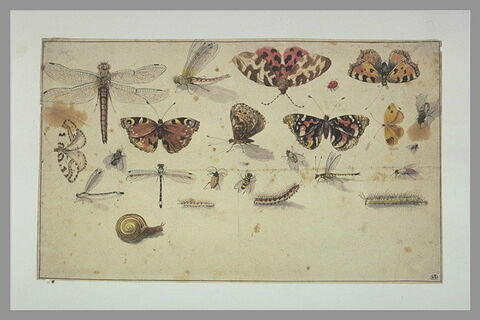 Etudes : papillons, libellules, mouches, chenilles, escargot