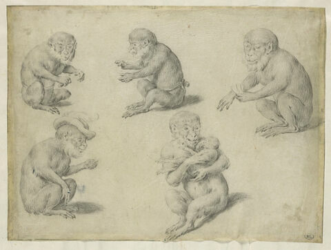 Cinq études de singe