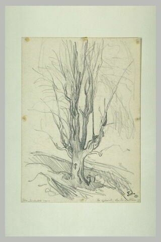 Arbre au tronc noueux dressant tout droit ses branches dénudées, image 1/1