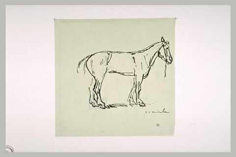 Etude de cheval, de profil à droite