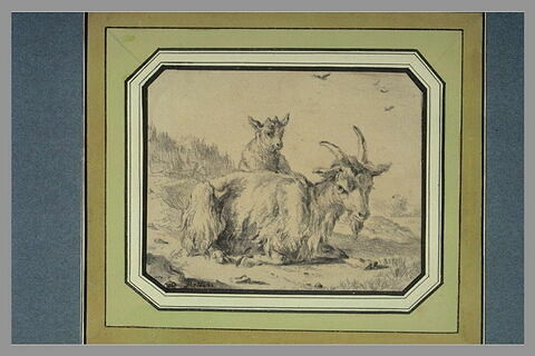 Chèvre et son chevreau, dans un paysage