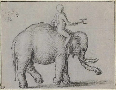 Eléphant marchant vers la droite, monté par un homme, image 1/1