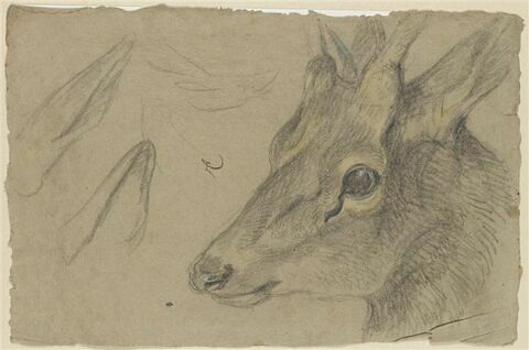 Etude d'une tête de chevreuil ou d'antilope, tournée vers la gauche