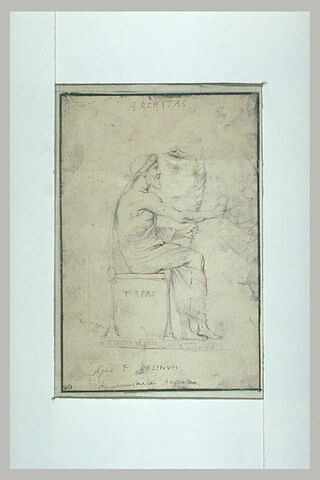 Archytas assis, de profil vers la droite, image 1/1