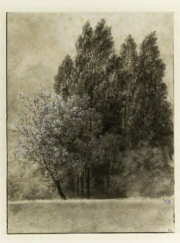 Lisière d'un bois, avec un arbre en fleur