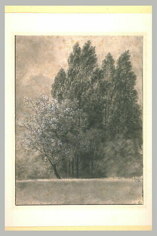Lisière d'un bois, avec un arbre en fleur, image 2/2