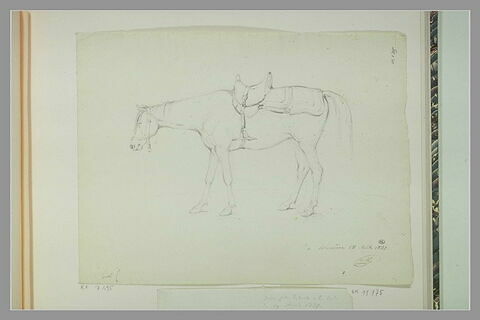 Un cheval sellé, debout, de profil vers la gauche, image 1/1