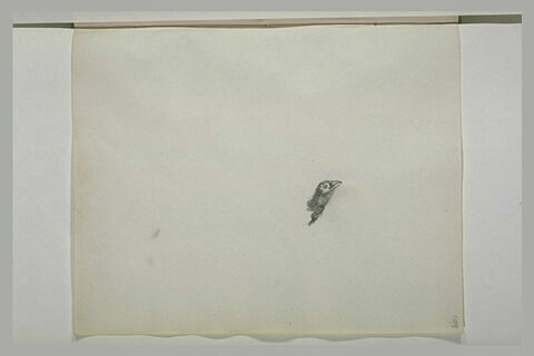 Tête d'oiseau, de profil à droite, image 1/1