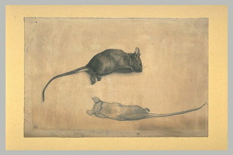 Deux études d'une souris, sur le flanc droit et de dos