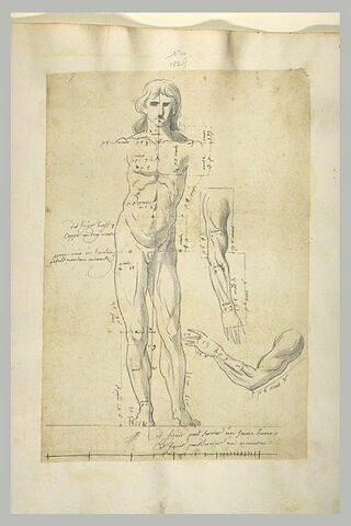 Etude d'anatomie, jeune-homme nu, et deux bras