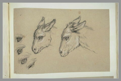 Deux têtes d'âne et quatre études d'oeil d'âne, image 2/3