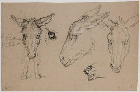 Etudes de trois têtes d'âne, d'un oeil, des pattes avant et des naseaux..., image 1/3