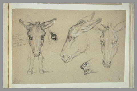 Etudes de trois têtes d'âne, d'un oeil, des pattes avant et des naseaux..., image 2/3
