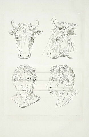 Deux têtes de boeufs et deux têtes d'hommes en relation avec le boeuf., image 2/2