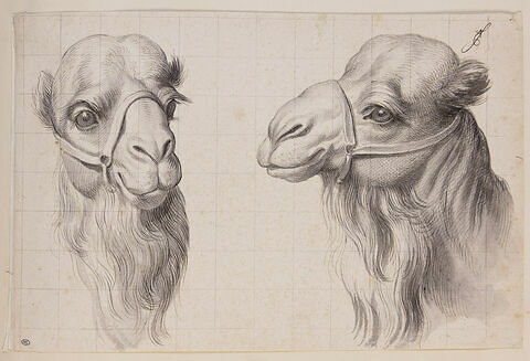 Etude de deux têtes de chameaux