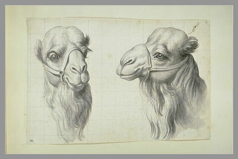 Etude de deux têtes de chameaux, image 2/2