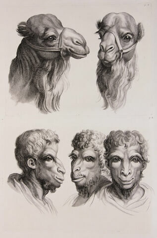 Deux têtes de chameaux et trois têtes d'hommes en relation avec le chameau., image 1/2