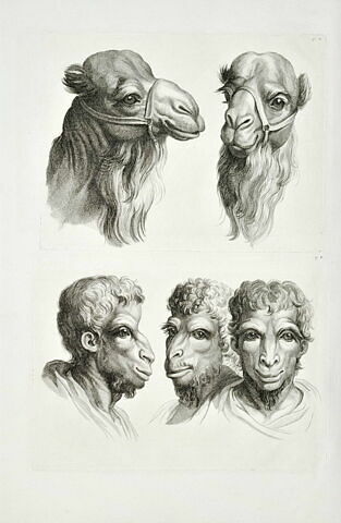 Deux têtes de chameaux et trois têtes d'hommes en relation avec le chameau., image 2/2