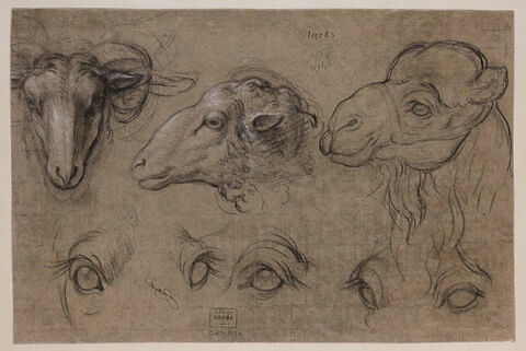 Etudes de deux têtes de brebis, une étude de tête de chameau et cinq...